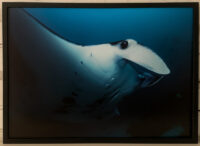 100_Oceans_WestPapua_20101203_11940