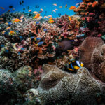 Corals and fish 2018