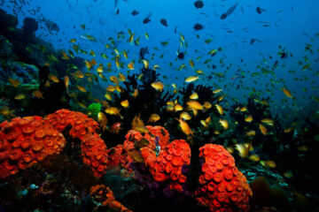Fish and corals