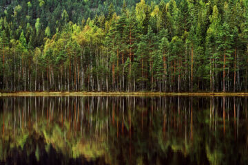 Reflektion av skog i stilla tjärn, Dalarna. 1985