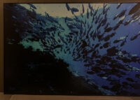 116_Oceans_WestPapua_101003_06764