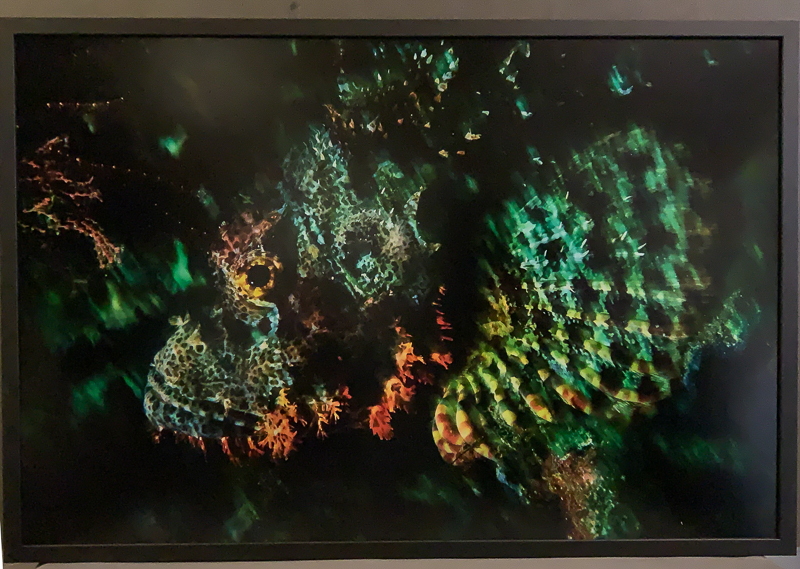 118_Oceans_WestPapua_101003_07164 Skorpionfisk, Raja Ampat, 2011