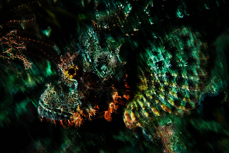 118_Oceans_WestPapua_101003_07164 Scorpionfish II