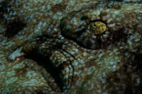 11_Oceans_WestPapua_101001_