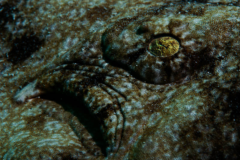 The eye of the hunt II