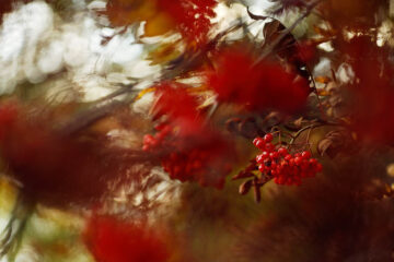 Rönnbär, Svaneliden, 2002