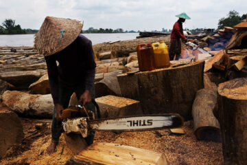 Illegal wood processing, Western Kalimantan, Indonesia 2008