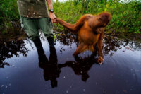 Borneo´s rainforest