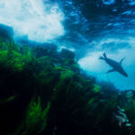 The sea lions habitat