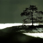 Solitärt träd i skärgården, Vånö, 2009