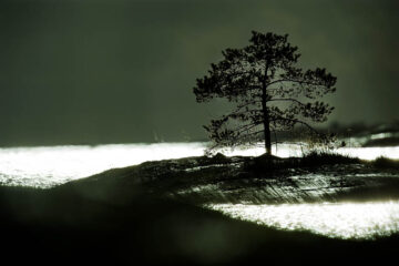 Solitärt träd i skärgården, Vånö, 2009