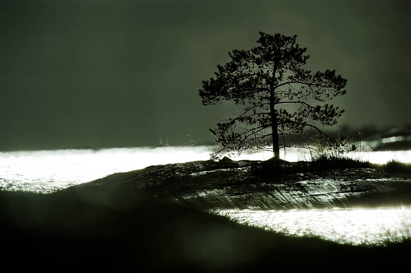 Havsörnsfotografering, Vånö. 2007. Solitärt träd i skärgården, Vånö, 2009