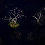 Träd i Okavangodeltat, 2010