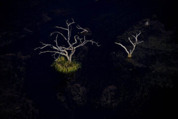 Träd i Okavangodeltat, 2010