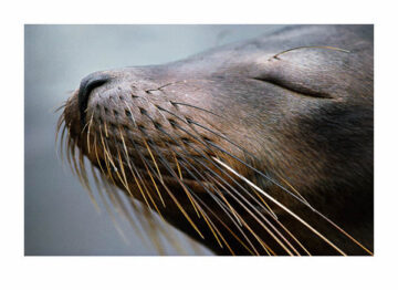 A tranquil sea lion