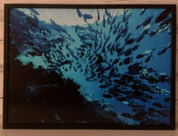 13_Oceans_WestPapua