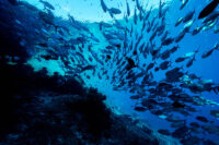 13_Oceans_WestPapua_101003_06764