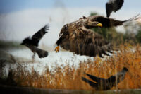 140_Sweden_Vånö_Sea-Eagle168-crop