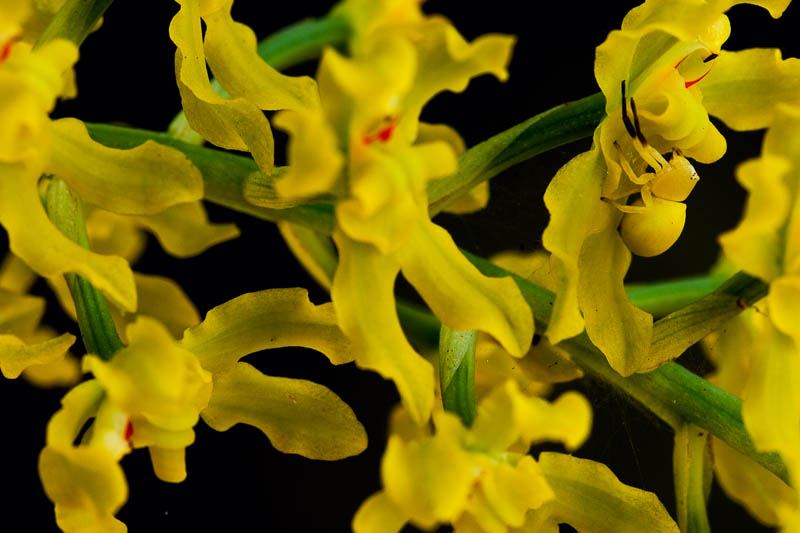 Orkidé med spindel, Mata Atlantica, 2008