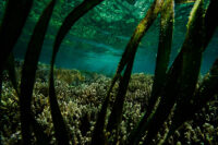 144_Oceans_WestPapua_20101202_10254