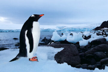 Gentoo penguin