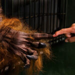 The comfort, Borneo, 2008