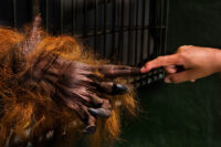 Borneo´s rainforest