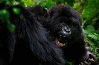 155_16511_Rwanda