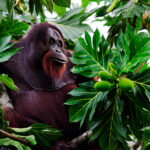 Orangutan and breadfruit tree,