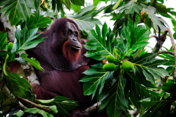 Orangutan and breadfruit tree,
