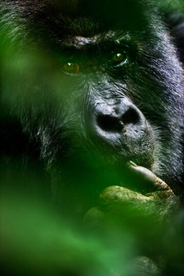 Pensive gorilla