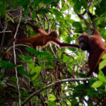 Orangutans holding hands