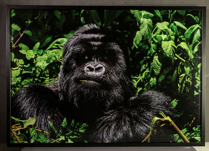 162_16043_Rwanda-9 Gorilla i Virunga, 2010