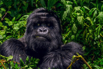Gorilla in Virunga