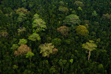 Regnskog, Sarawak, 2010