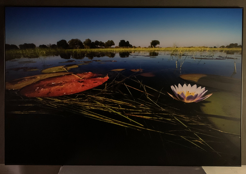 166_Botswana_05443 Näckros i Okavango, 2014