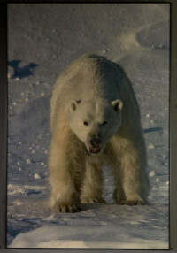 167_Svalbard_2015_08848