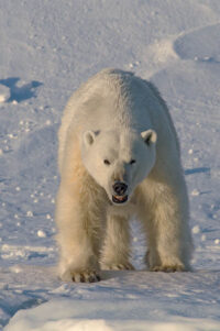 167_Svalbard_2015_08848