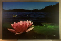 168_Röd näckros Humla