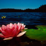 Red water lily