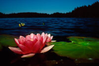 Humla vid röd näckros.