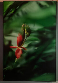 170_142 Spindeljägare