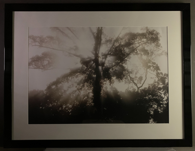 173-Mattias hittar inte denna Trädkrona i motljus, Borneo 1995