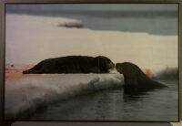 176_Svalbard_2015_06590 FA