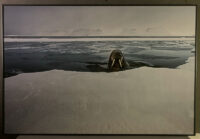 177_Svalbard_2015_06659