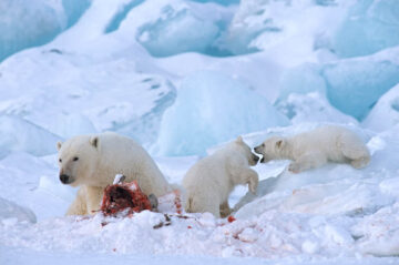 Polar bears with prey
