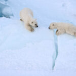 Two polar bear cubs