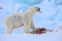 187_Svalbard_2015_04825
