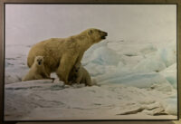 188_Svalbard_2015_12273-9