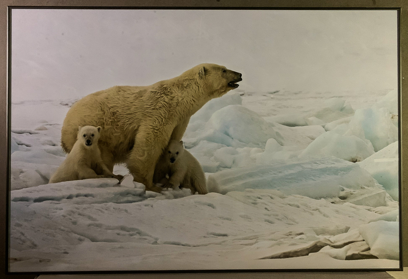 188_Svalbard_2015_12273-9 Isbjörn mamma med två ungar